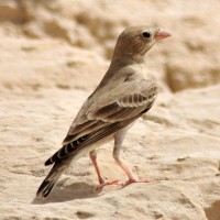 Pale Rockfinch